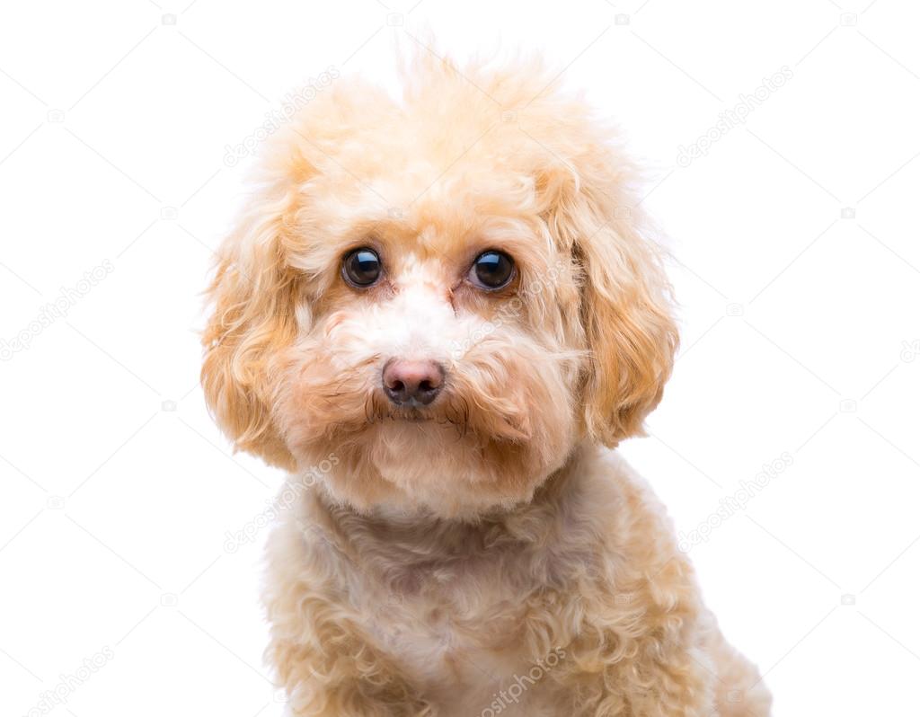 Poodle dog isolated 