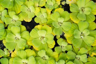 Yeşil duckweed yaprakları