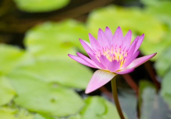 Pink Lotus on the River — Stock Photo, Image