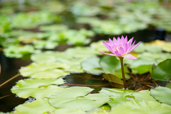 Rosenliljor — Stockfoto