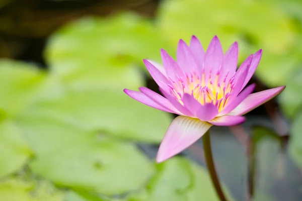 Water Lilies with flower — Stock Photo, Image