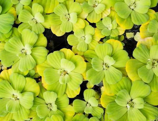 Pianta acquatica di anatra verde — Foto Stock