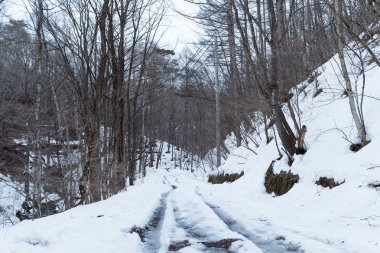 Güneşli bir günde kış orman