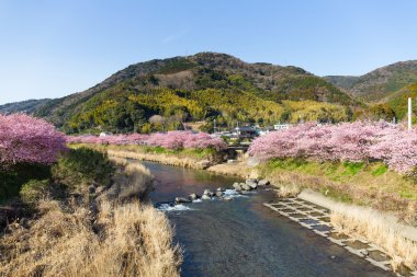 Sakura trees in Karazu city clipart