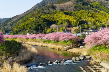 Güzel kırsal Japonya'da