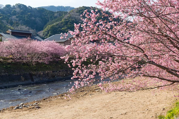 Arbre de fleur de cerisier — Photo