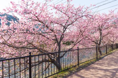 Güzel çiçek açan sakura ağaçlar
