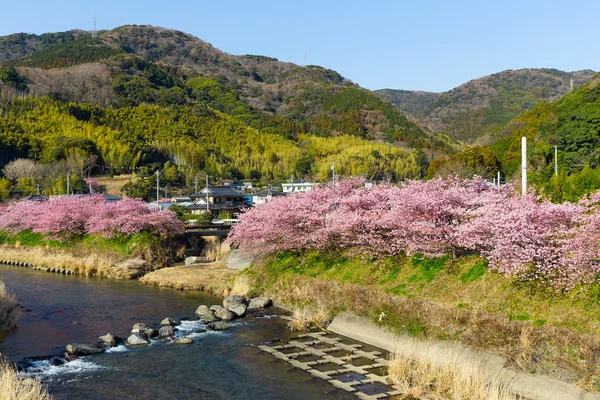 Kawazu con árboles de sakura — Foto de Stock