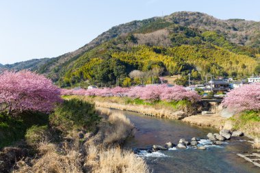 Kawazu sakura ağaçları ile şehir