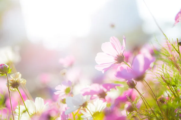 Vackra cosmos blommor — Stockfoto