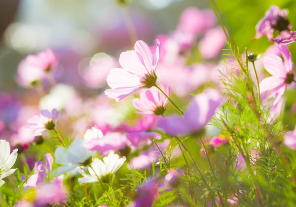 Lindas flores Cosmos — Fotografia de Stock