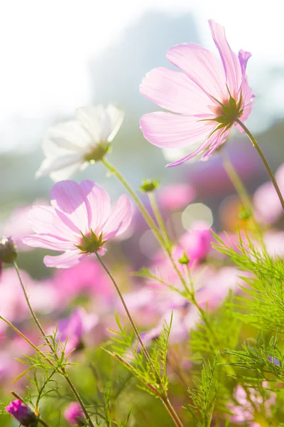 Schöne Kosmos-Blumen — Stockfoto