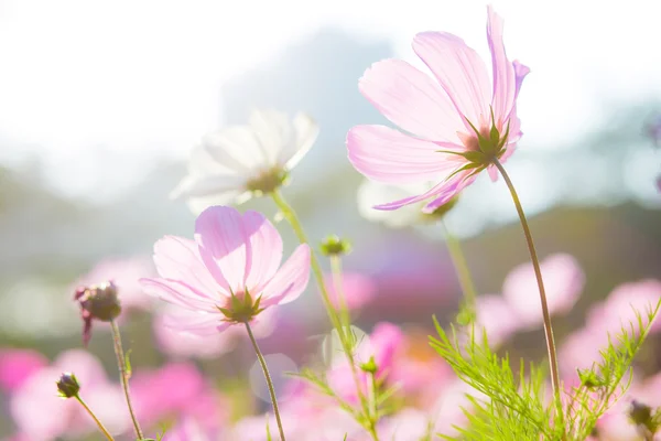 Beautiful cosmos flowers — Stock Photo, Image