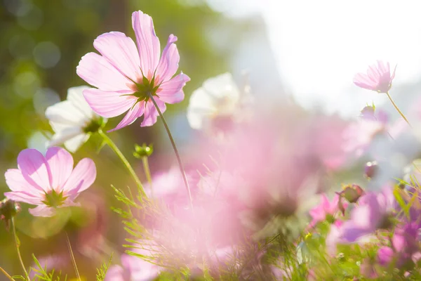 Hermoso Cosmos Flores Que Florecen Jardín — Foto de Stock