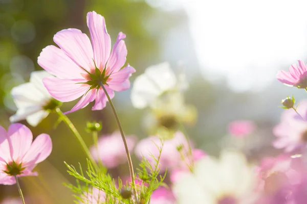 Vackra Cosmos Blommor Blommande Trädgården — Stockfoto