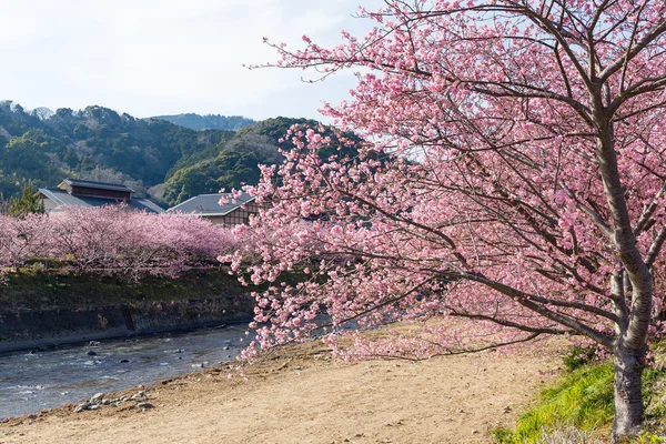 Cherry Blossom tree — Stock Photo, Image