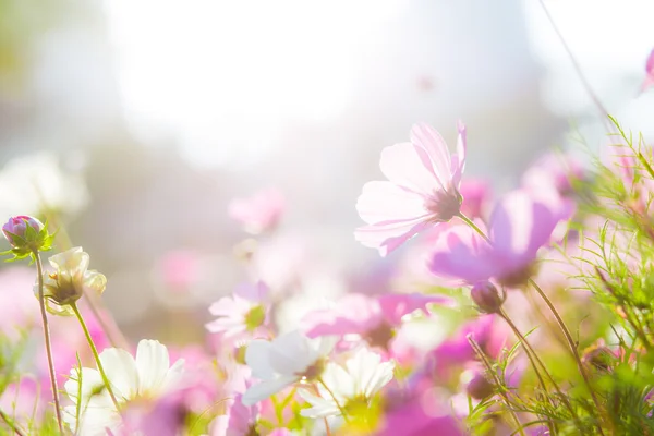 Lindas flores Cosmos — Fotografia de Stock