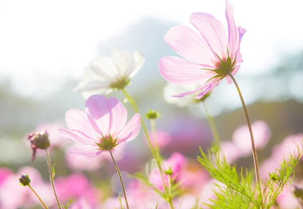 Beautiful cosmos flowers — Stock Photo, Image