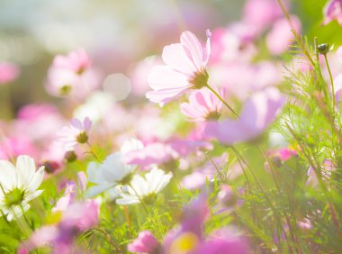 beautiful cosmos flowers clipart