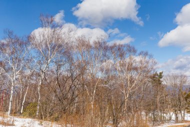 Karlı güzel kış manzarası 