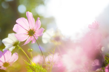 flores hermosas cosmos