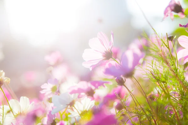Vackra cosmos blommor — Stockfoto