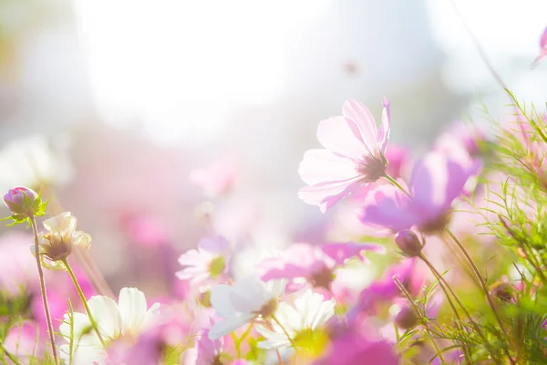 Beautiful cosmos flowers — Stock Photo, Image