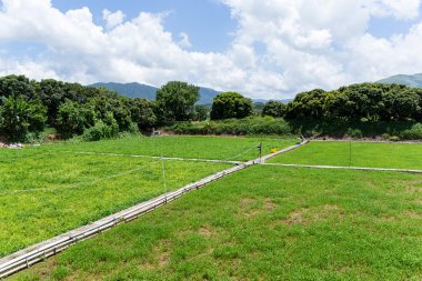 Kırsal sahne yaz saati