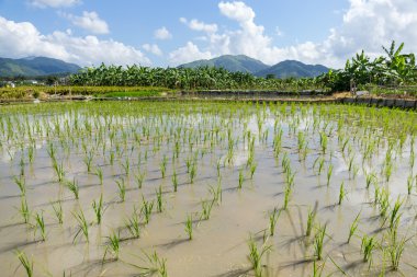 Yeni çeltik pirinç dikim