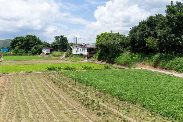 Campo verde en el campo — Foto de Stock