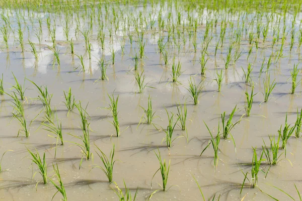 Campo di riso nella stagione delle nuove piantagioni — Foto Stock