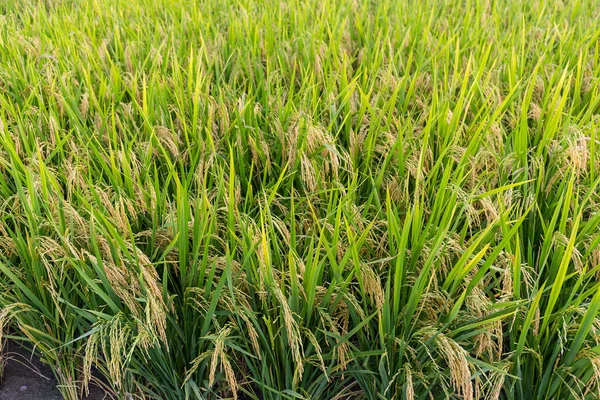 Plantação de arroz paddy — Fotografia de Stock