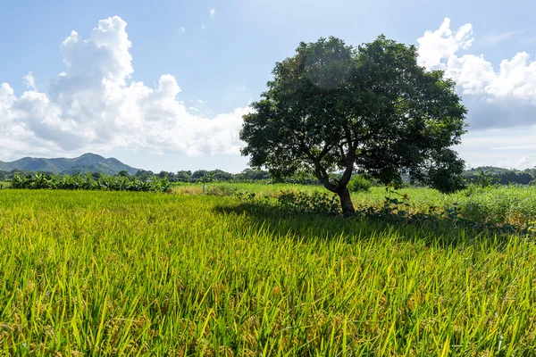 Arroz prado y árbol — Foto de Stock