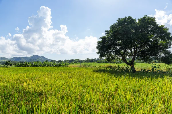 Pré et arbre de riz — Photo