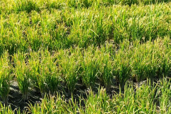 Campo de arroz con arroz — Foto de Stock