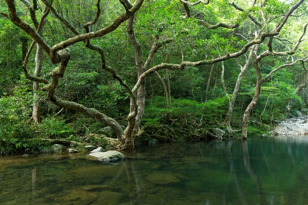 Bela paisagem com lago florestal — Fotografia de Stock