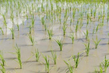 yeşil çeltik tarlaları
