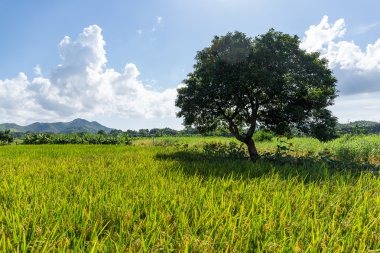 Pirinç çayır ve ağaç