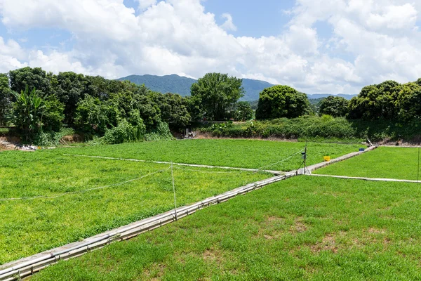 時に夏の田舎の風景 — ストック写真