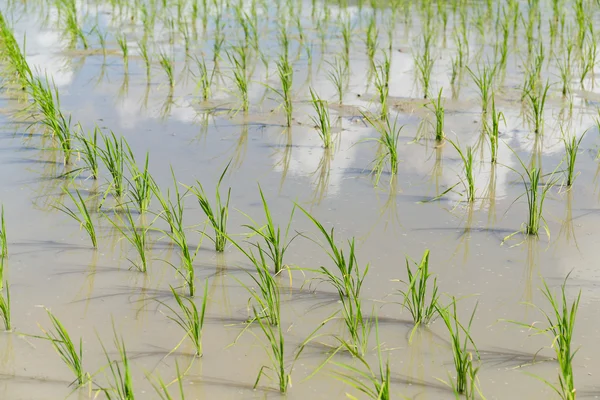 Новый завод на рисовом поле — стоковое фото