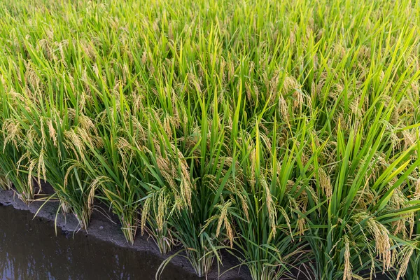 Plantación de arroz con cáscara — Foto de Stock