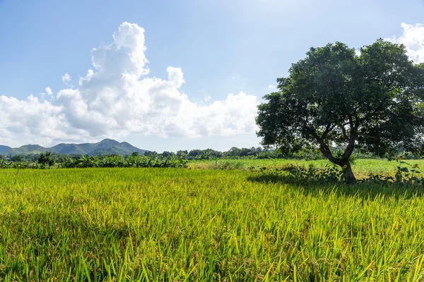 Arroz prado y árbol — Foto de Stock