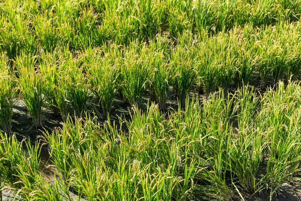 Paddy rice plantation — Stock Photo, Image