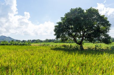Pirinç çayır ve ağaç