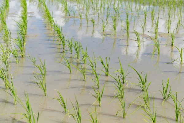 Посадка рисовых лугов — стоковое фото