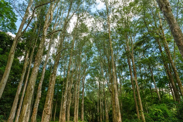 Wandelpad in het bos — Stockfoto