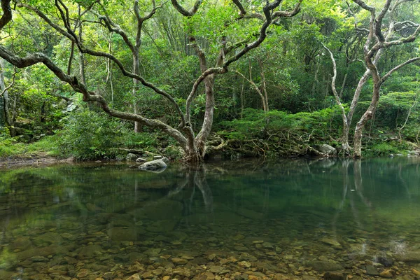 Jezero v tropickém lese — Stock fotografie