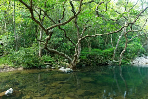 在热带森林中的湖 — 图库照片