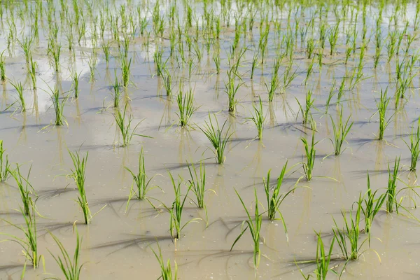Посадка свежего рисового поля — стоковое фото