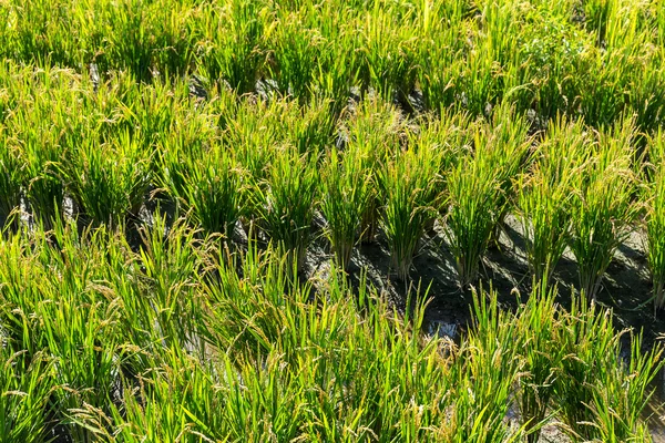 Paddy pirinç tarlası — Stok fotoğraf
